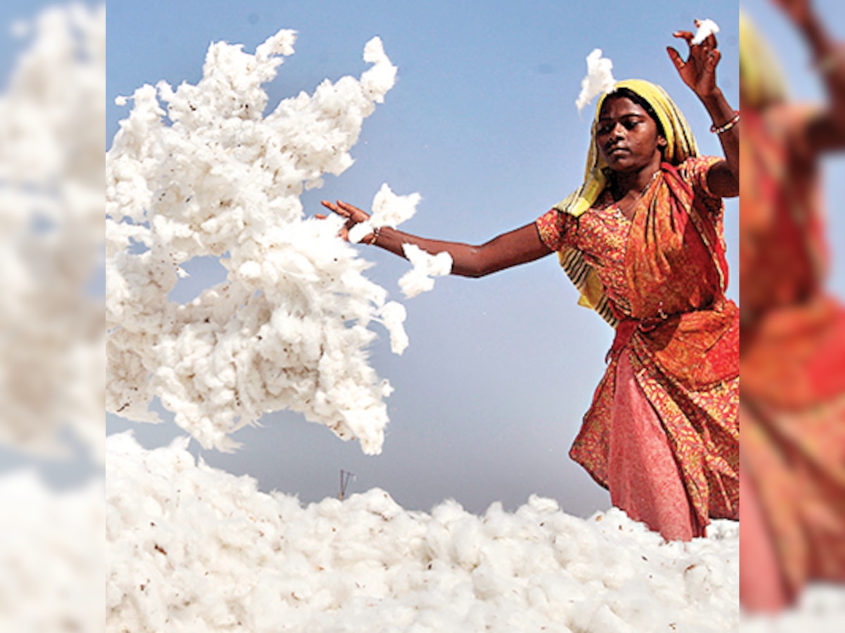 In rain-fed areas, Indian cotton crop gives similar profit as BT cotton: Research