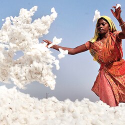In rain-fed areas, Indian cotton crop gives similar profit as BT cotton: Research
