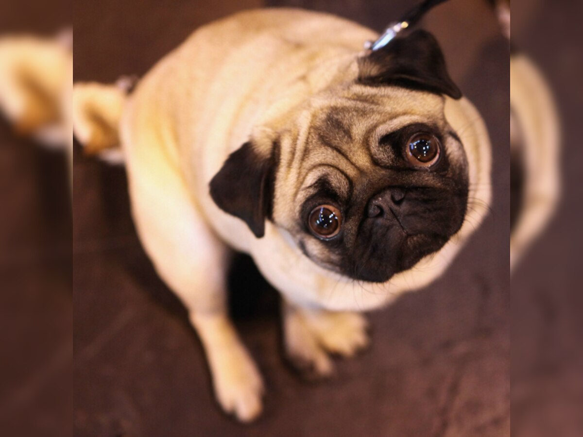 New study reveals how dogs are able to follow human gaze