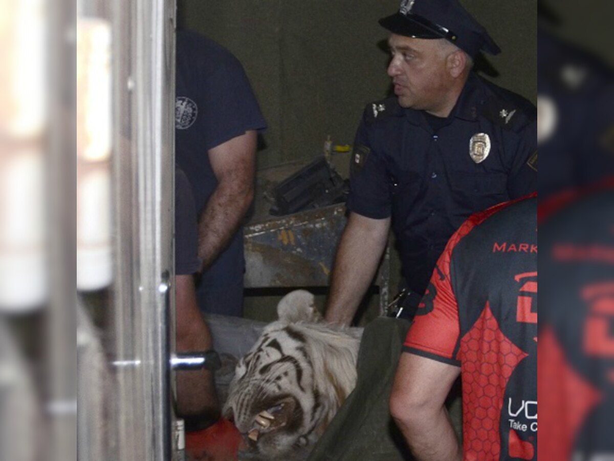 Escaped tiger from flooded Tbilisi, Georgia zoo kills man