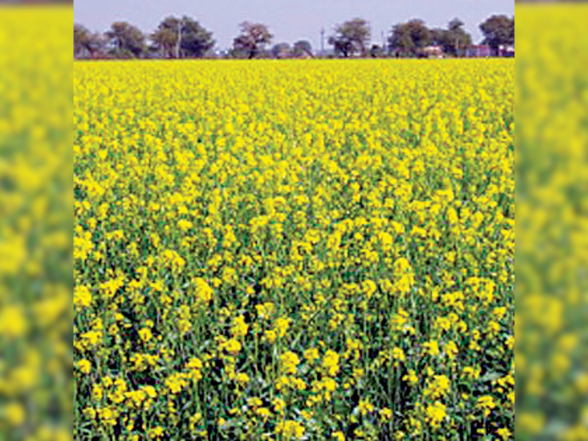 Were GM mustard trials illegal?