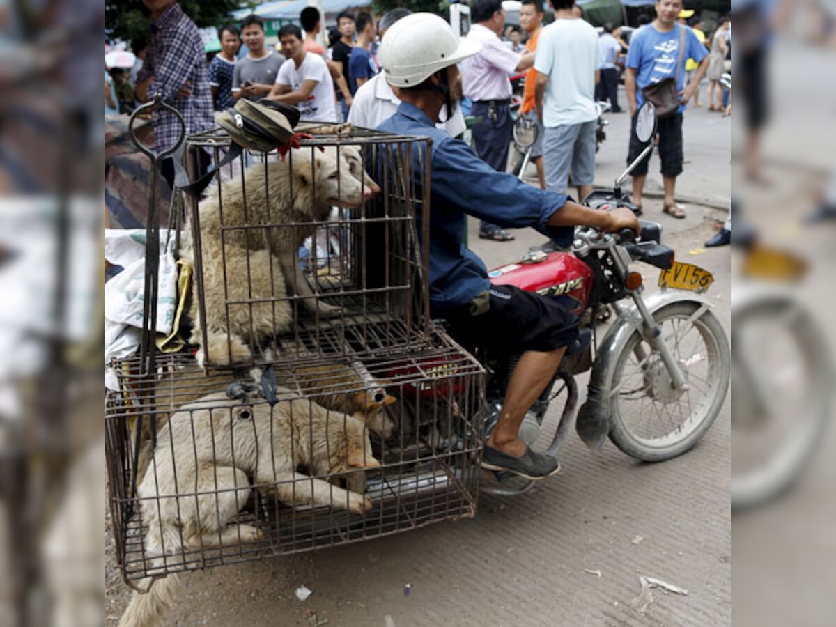 China's dog meat festival raises hackles