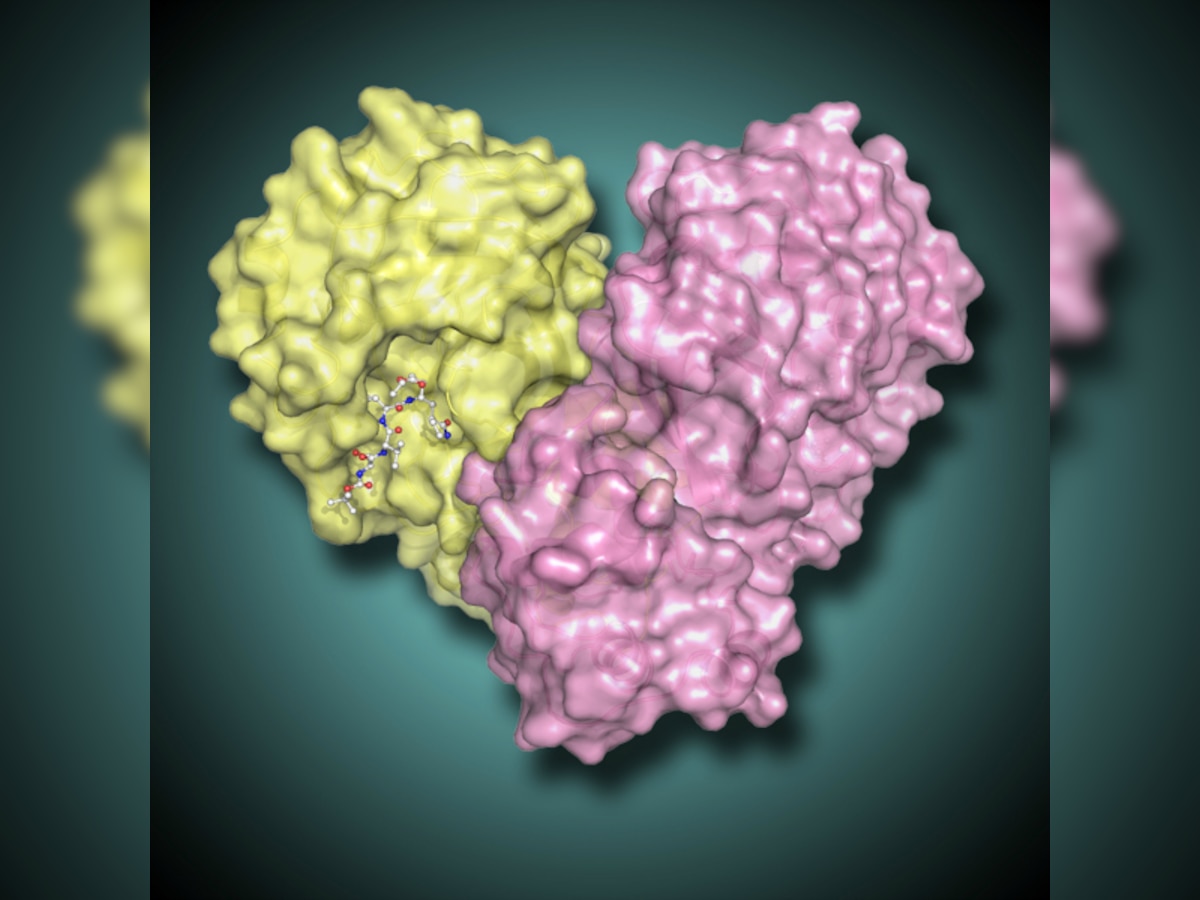 Researchers successfully target 'Achilles' heel' of MERS virus
