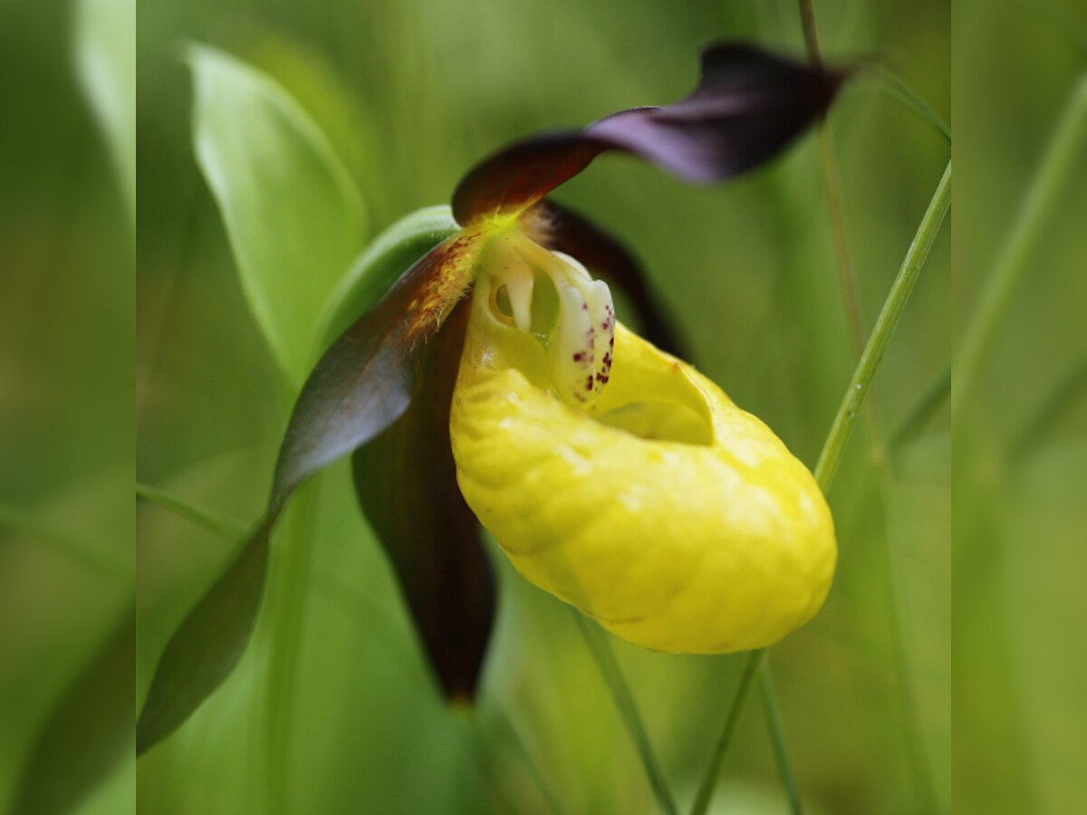 Orchids join endangered species list