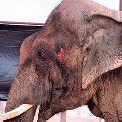500 people, 100 jumbos die annually for man-elephant conflict