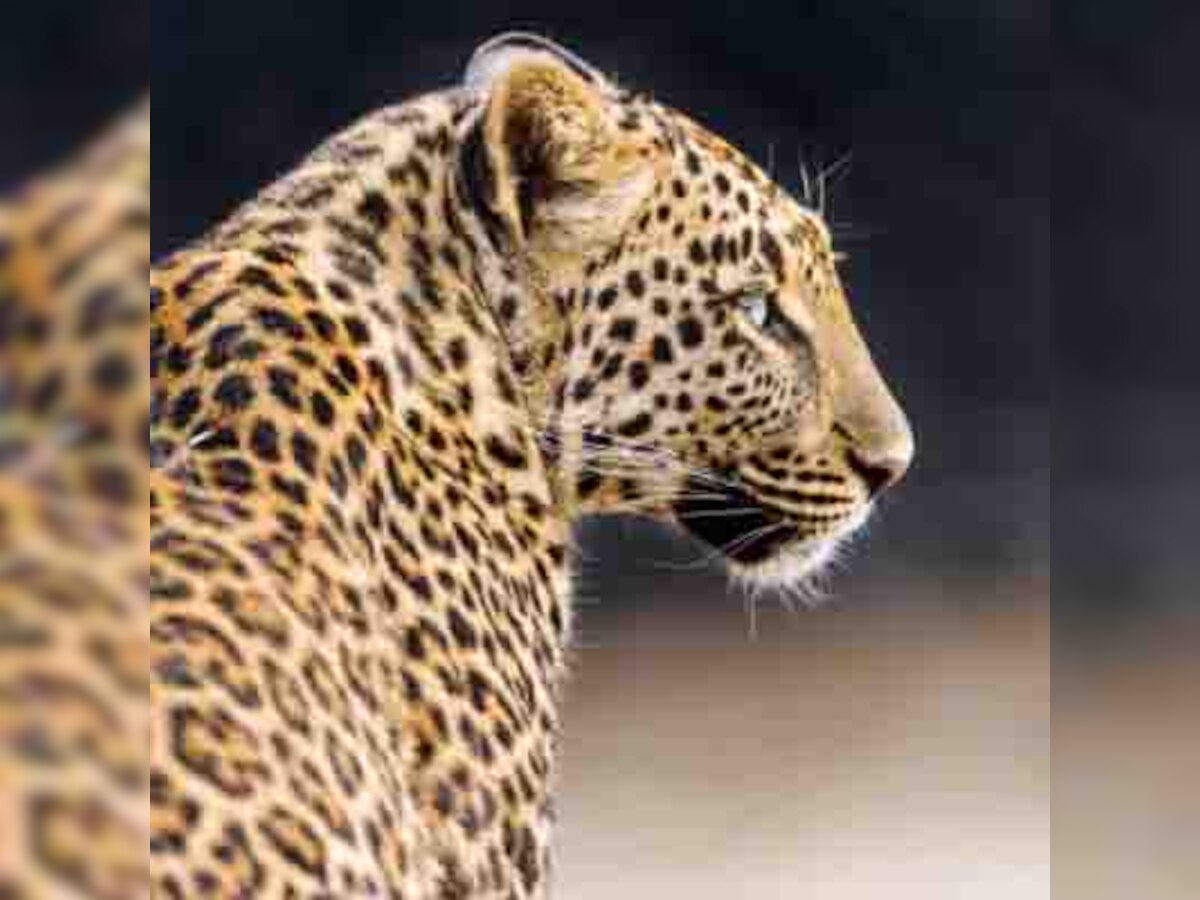 Watch: Pet dog versus leopard in Mumbai; who had the last roar? 