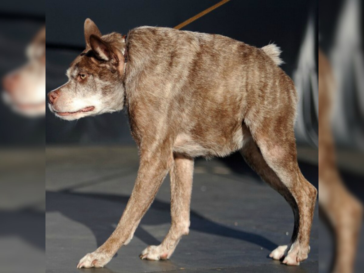 Hunchbacked US mutt Quasi Modo crowned 'World's Ugliest Dog'