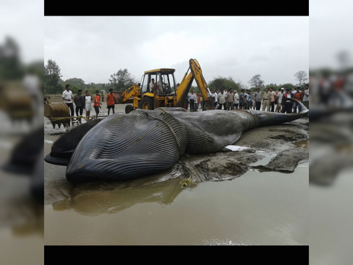 Beached blue whale cremated, after initial burial fails