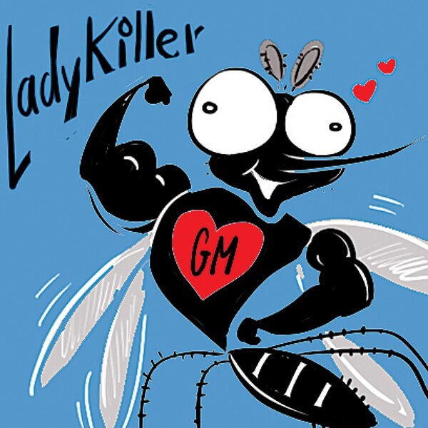 GM mosquitoes ready to kill their old 'deadly' cousins GM mosquitoes ready to kill their old 'deadly' cousins