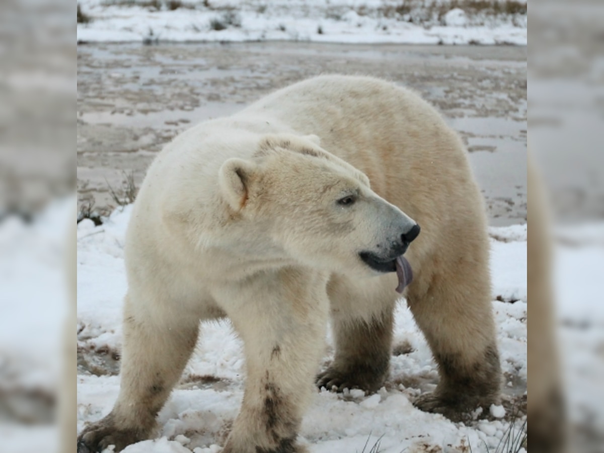 Polar bears end up 'starving' in summers at Arctic New Study