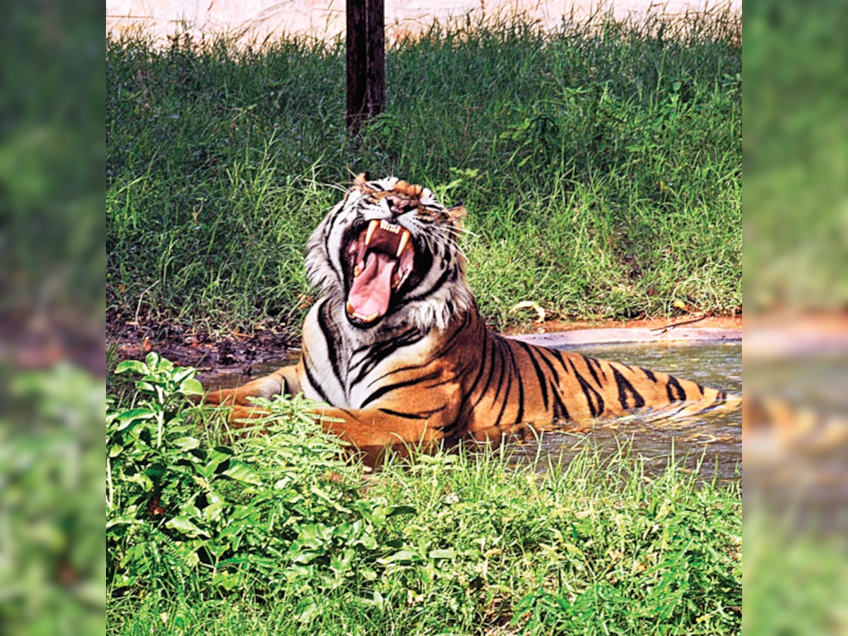 Project Tiger: How India has kept the tiger alive