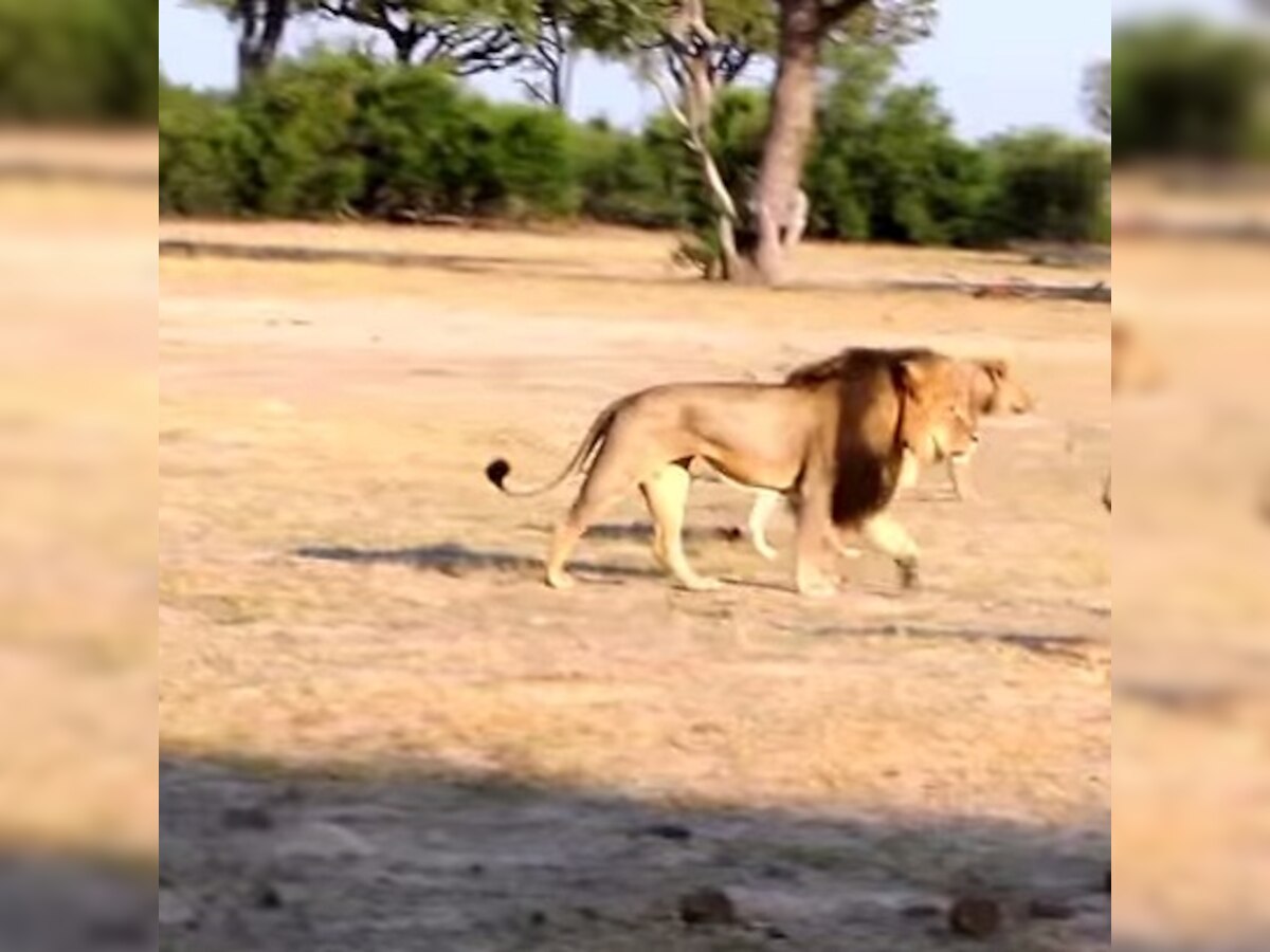 American accused of killing Zimbabwe's popular Cecil the lion