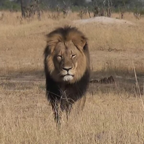 Watch Zimbabwe's Cecil the lion before his tragic death and Jimmy
