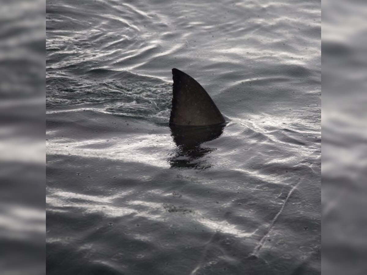 Australian beaches closed after new shark sightings