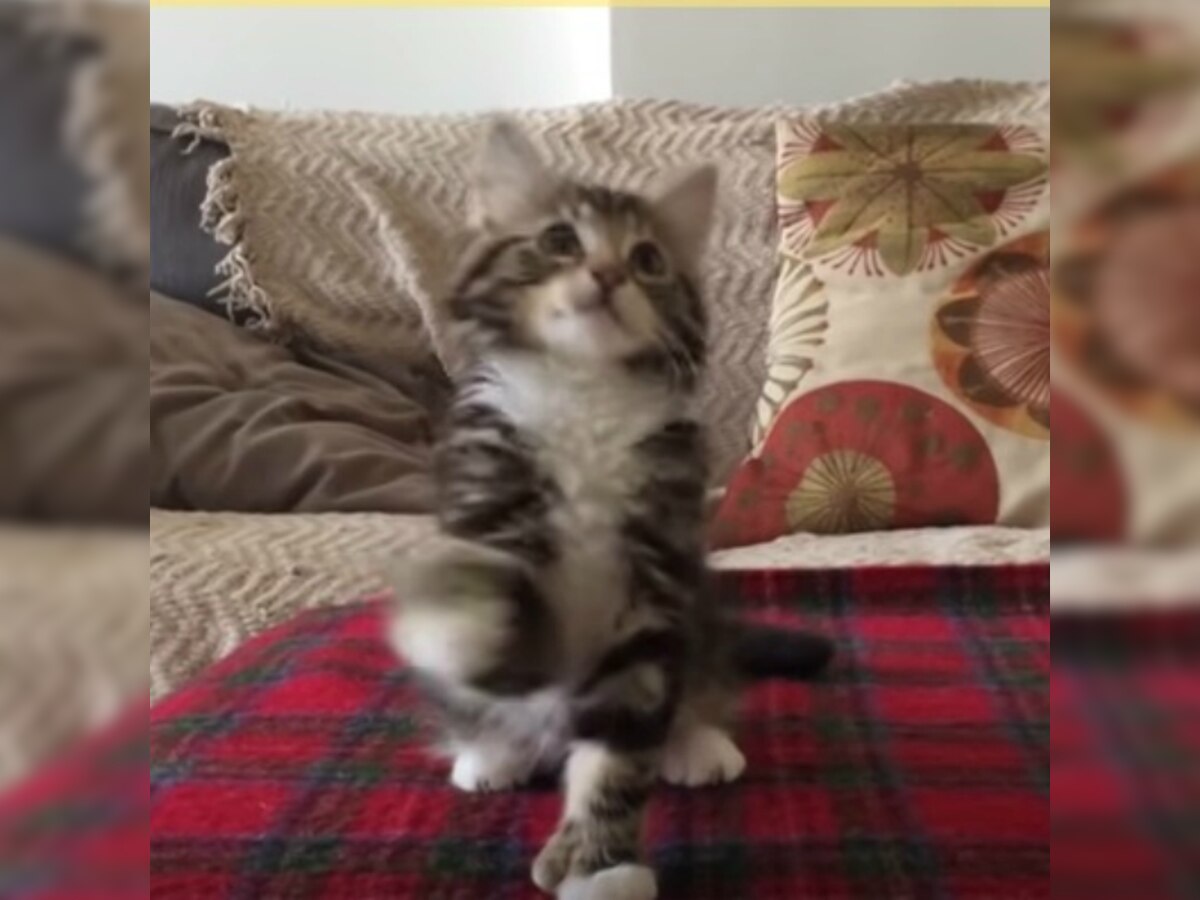 Watch Talented kitten dancing to Bruno Mars' 'Uptown Funk'