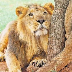 Lion population in Gir increases fourfold