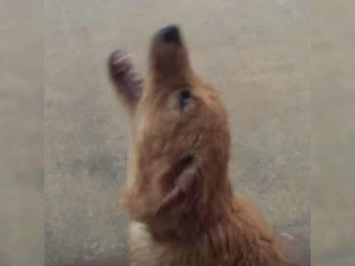 Watch: Golden Retriever dog reacts after seeing rain for first time