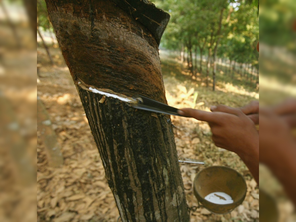 'Government needs to regulate rubber import to help local growers'