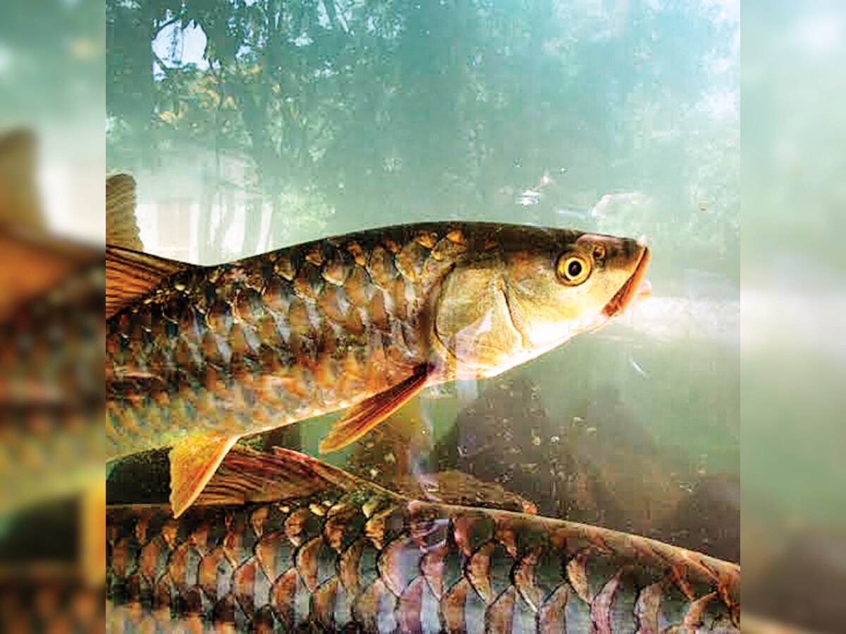 Bringing back the mahseer