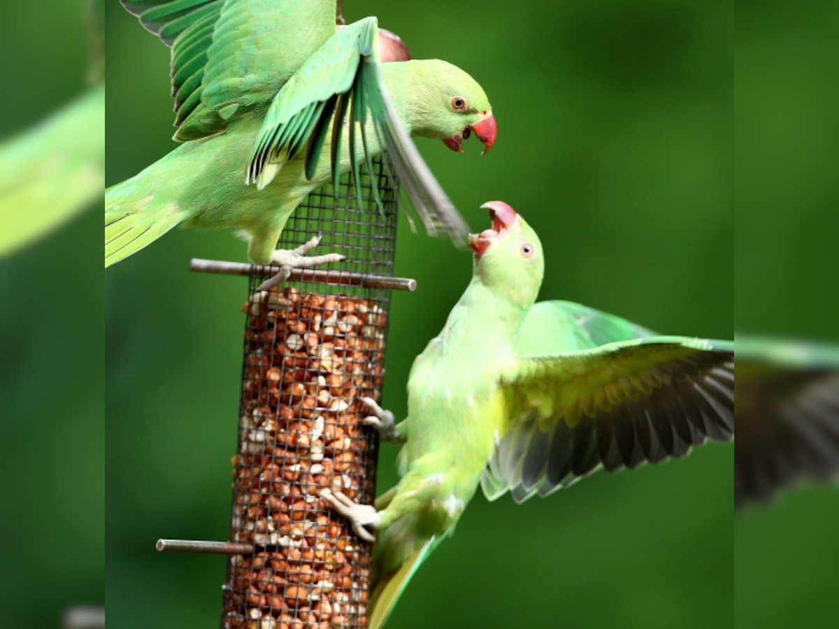 Maharashtra police 'detain' parrot accused of hurling obscenities 