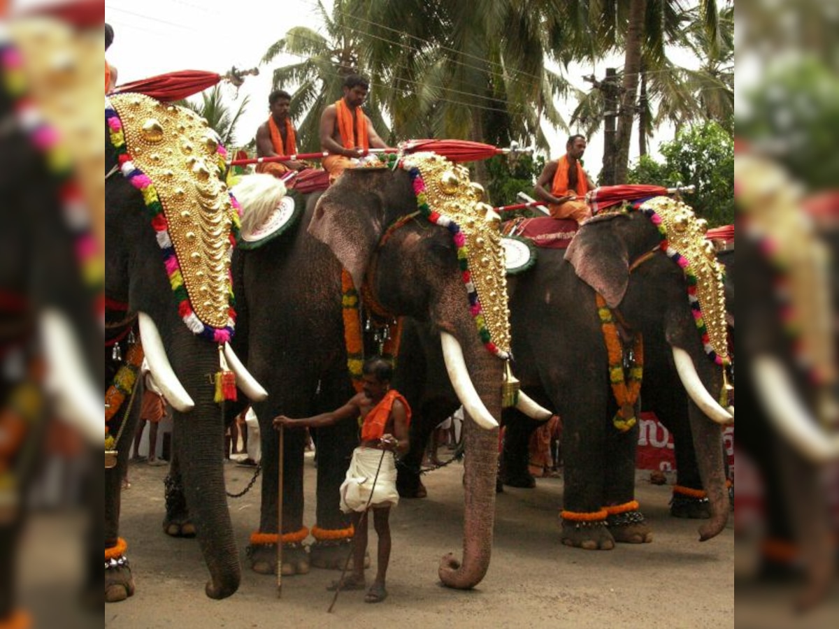 Supreme Court takes note of plea on cruelty against elephants in Kerala