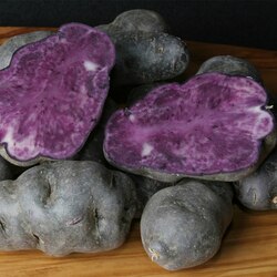 Indian-origin scientist finds purple potatoes may prevent colon cancer 