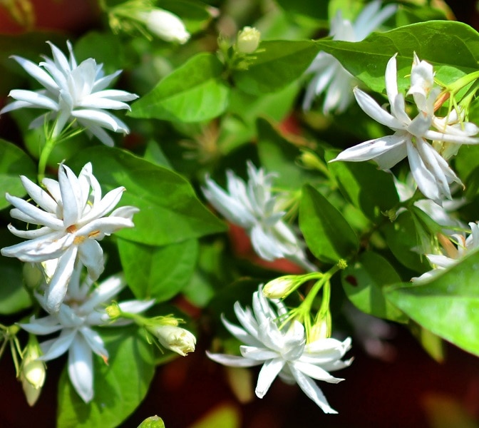 Chennai s continuing romance with jasmine flowers