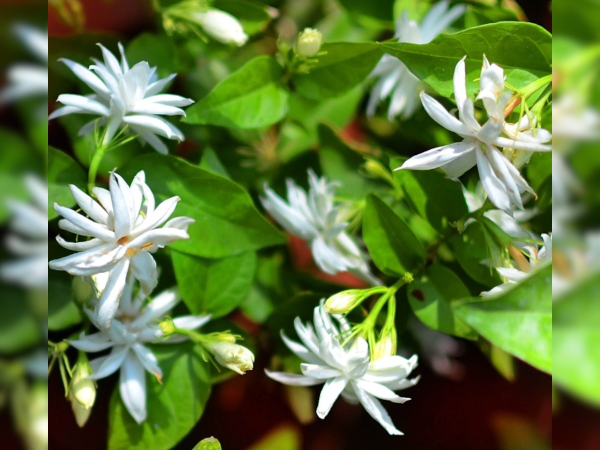 Chennai's continuing romance with jasmine flowers