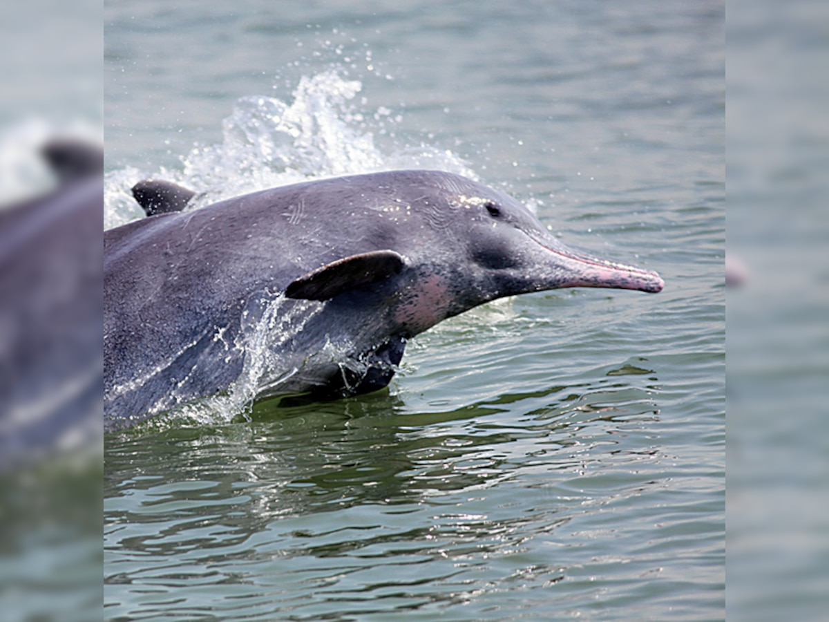 Maharashtra government to monitor 'dolphin shows' at Sindhudurg