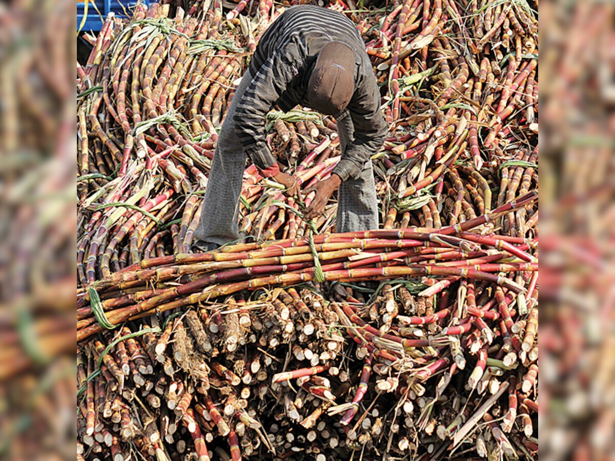 Maharashtra government may ban sugarcane sowing in drought-hit Marathwada