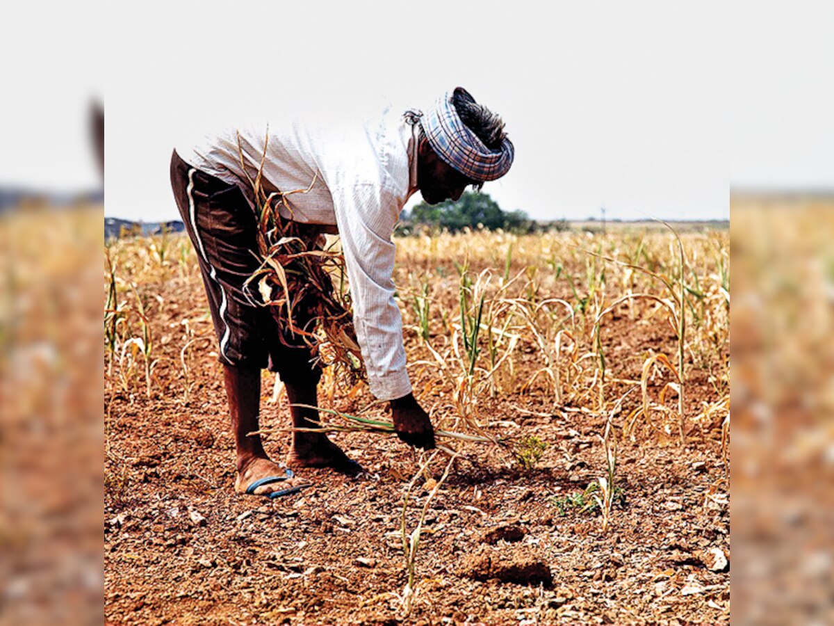 Maharashtra: After a little rainfall, relief is on its way to drought-hit Marathwada