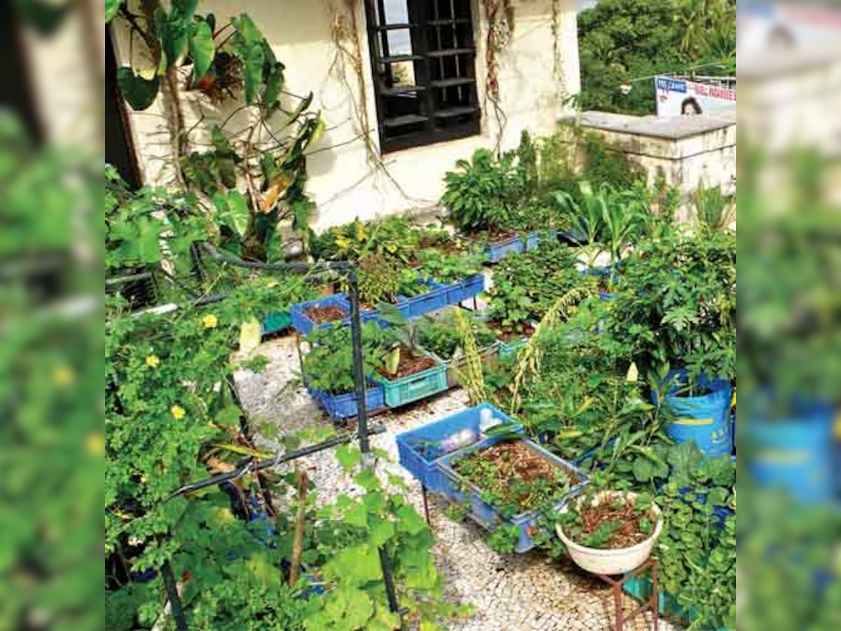 How to grow vegetables on your terrace and balcony