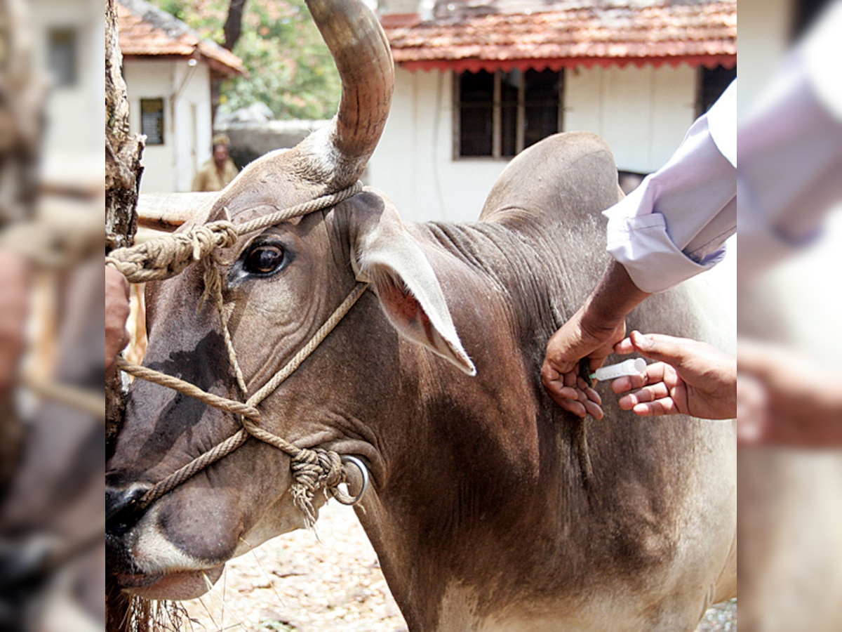 19 die due to leptospirosis this year