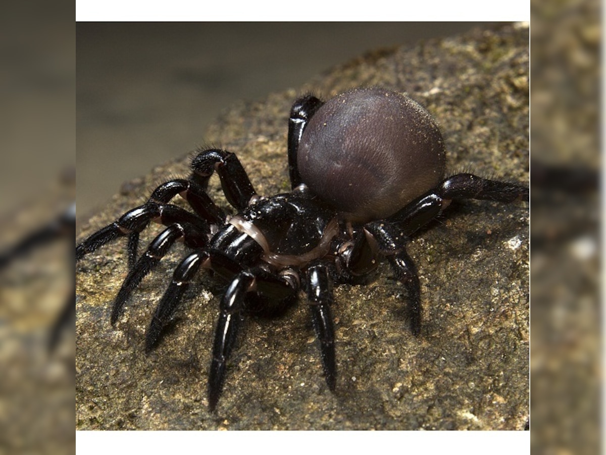 Two Marol researchers find new species of trapdoor spider in Kerala