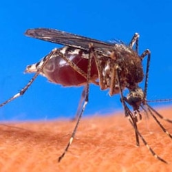 36-yr-old succumbs to dengue; toll in Delhi at 22