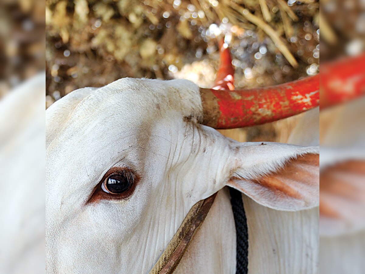 Jammu and Kashmir beef ban: Two senior officers in PDP leader's ministry sacked