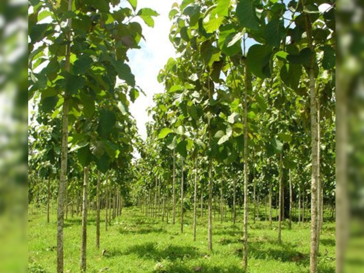 Teak plantation on forest triggers food crisis for Odisha's Kutia Kondh tribe