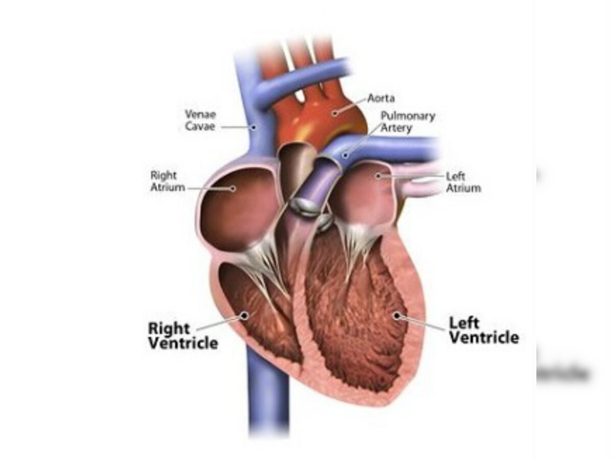 World Heart Day: Find out what makes our heart pump