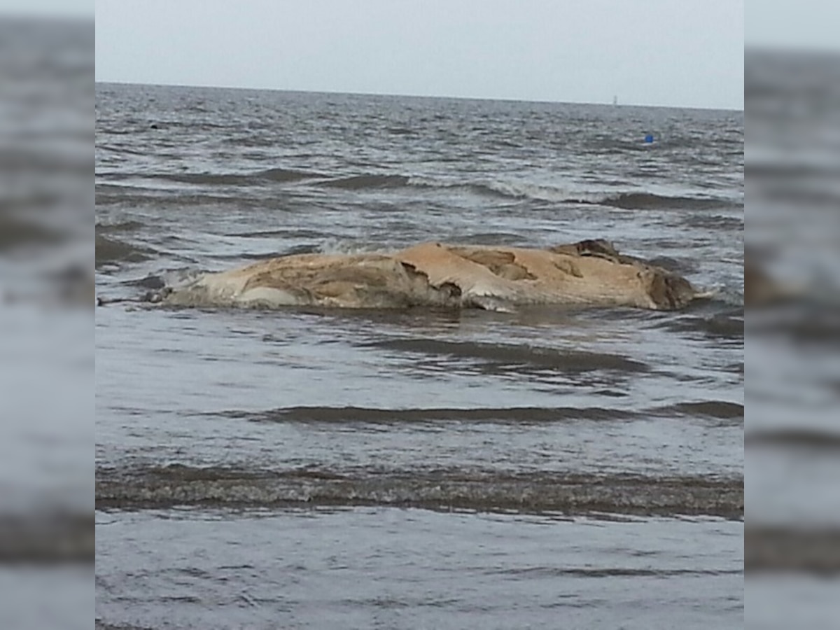 Maharashtra: Whale carcass buried on Alibaug beach