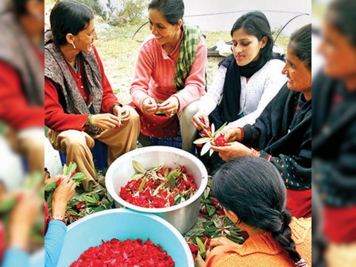 Buransh: The delicious and intoxicating rhododendron juice of Uttarakhand 