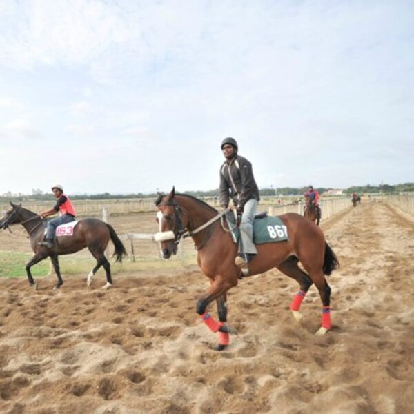 Horse slaughter 'banned' in US on grounds of cruelty to animals