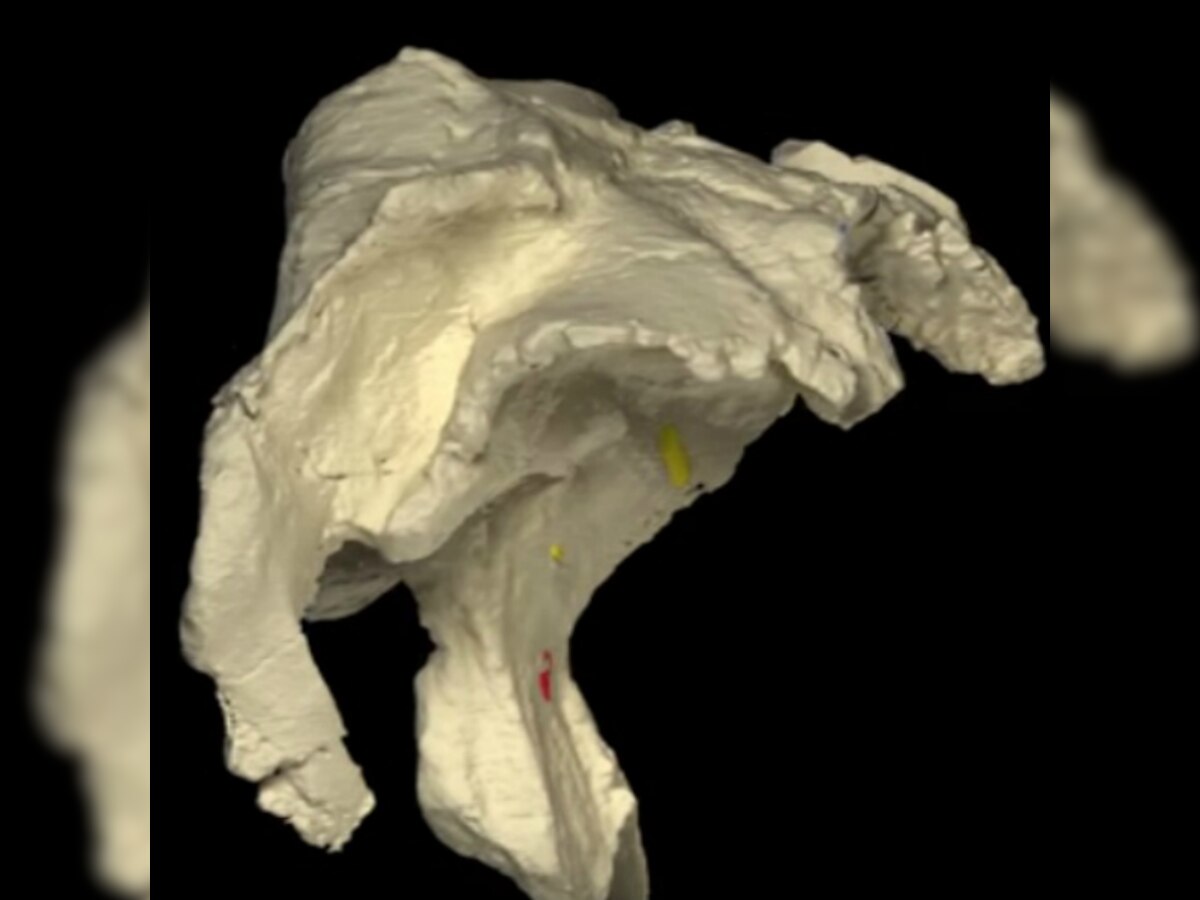 Rare braincase provides insight into dinosaur brain