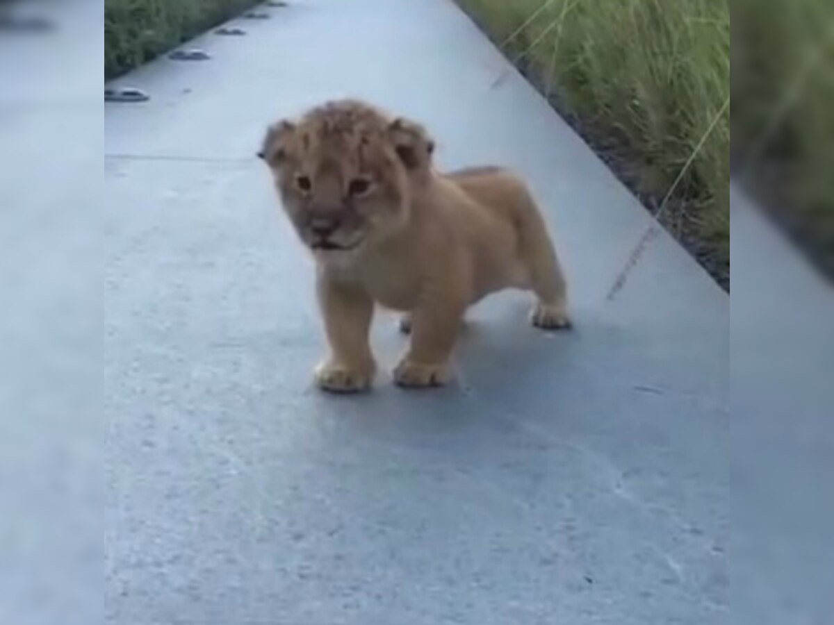 Watch: Little lion cub's attempt at a ferocious roar