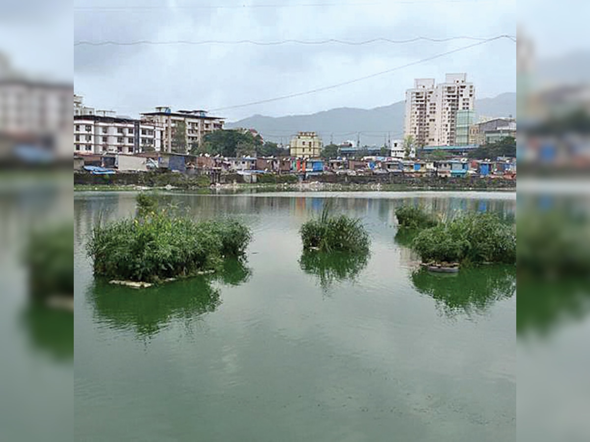 TMC uses wetland plants to clean polluted lakes