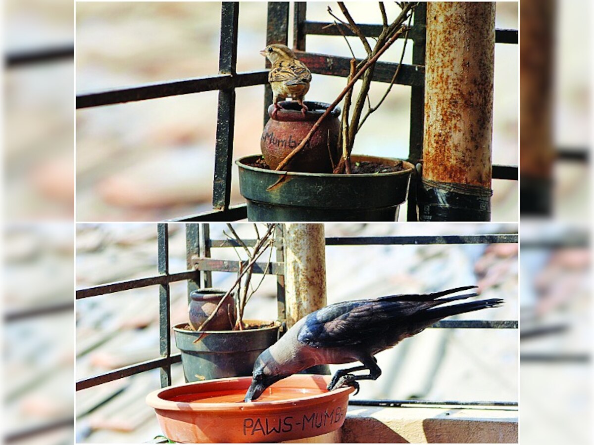 NGOs' appeal to citizens: Keep water bowls out for animals, birds