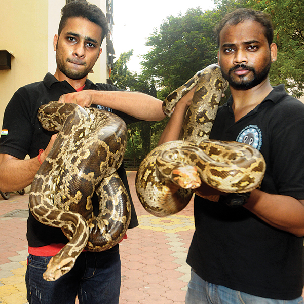 Naturalists rescue two pythons in Dahisar