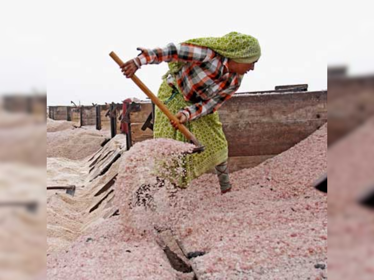 Off-beat trails: India's salt pans are havens for bird lovers