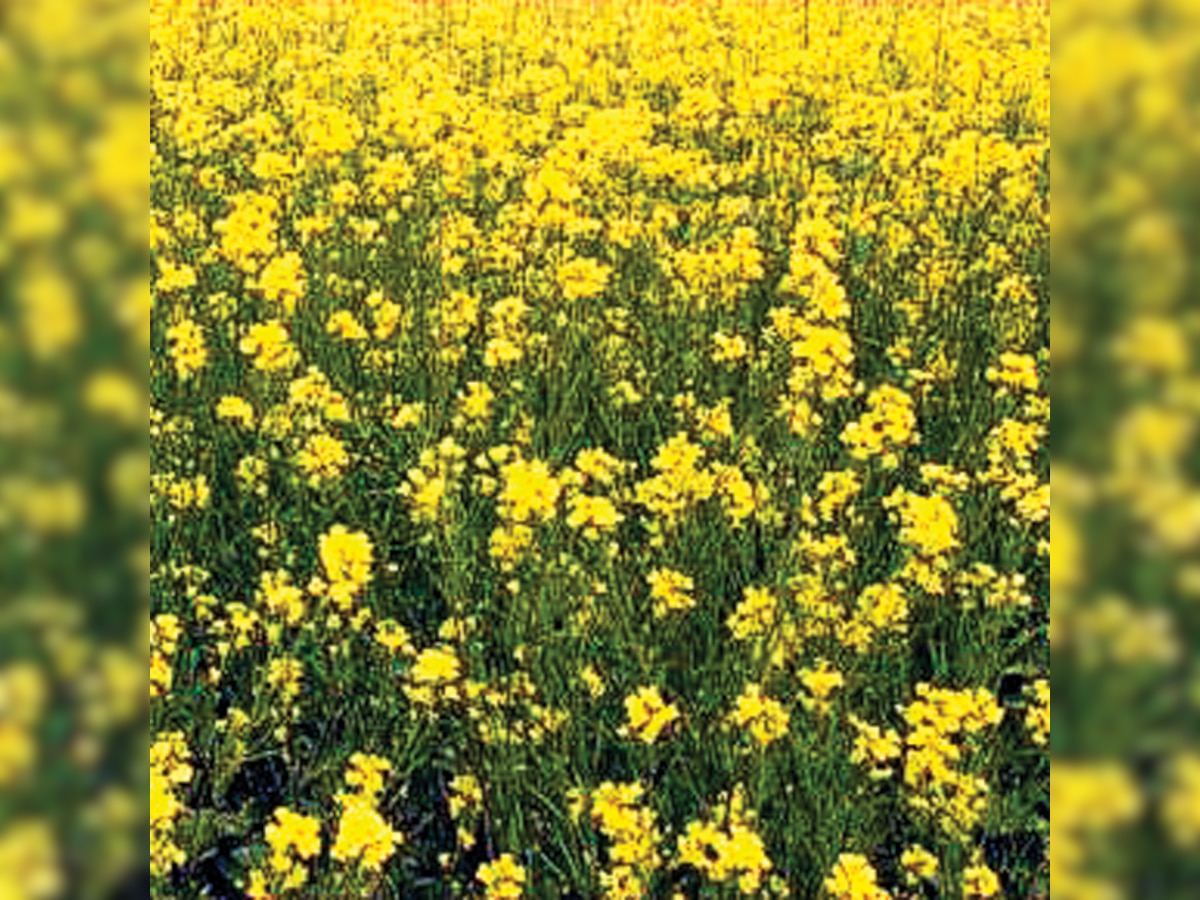 Regulators hiding trials data on GM mustard