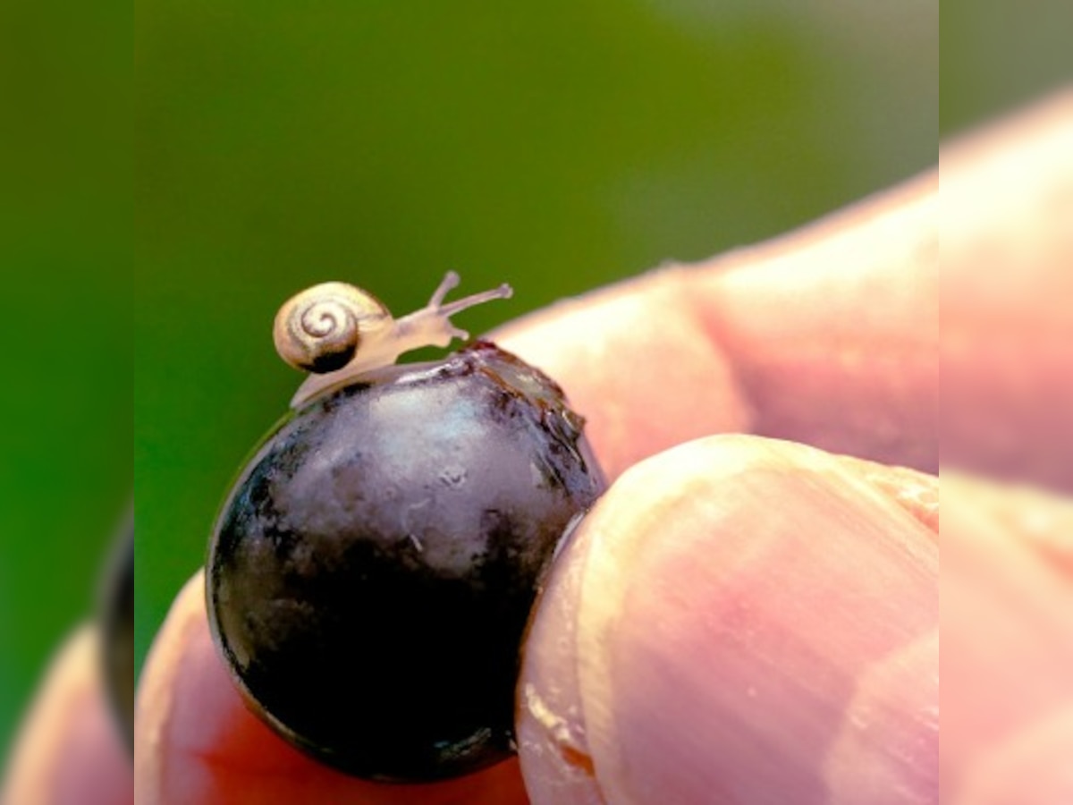 Meet the tiniest snail in the world