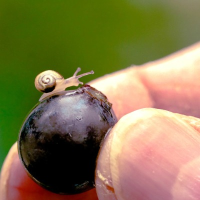 Meet The Tiniest Snail In The World meet-the-tiniest-snail-in-the-world